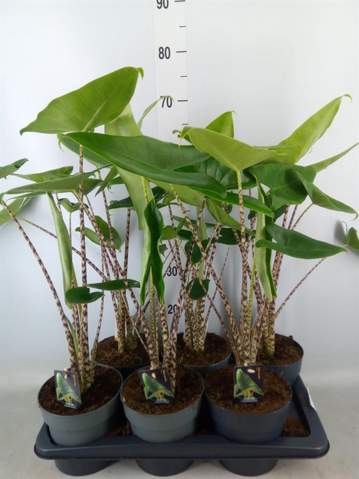 <h4>Alocasia zebrina</h4>