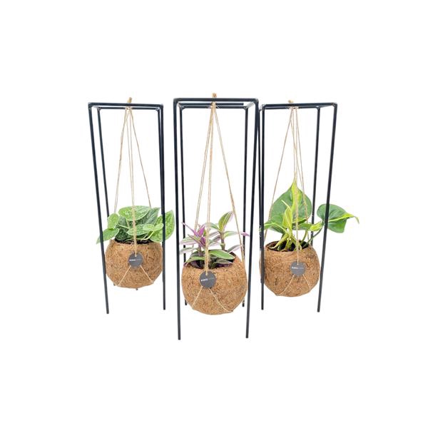 <h4>Kokodama 12 cm Hanging Industrial Green mix</h4>