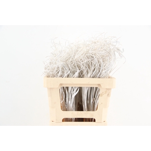 Stem Ting Ting White Per Stem 50cm