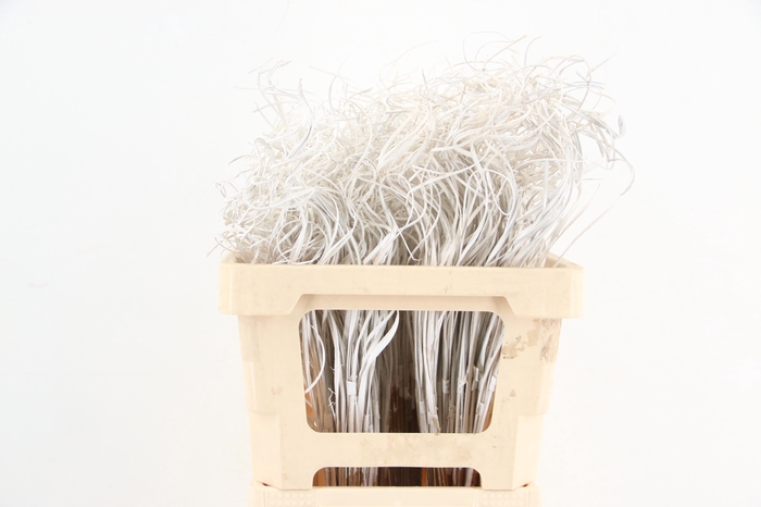 <h4>Stem Ting Ting White Per Stem 50cm</h4>