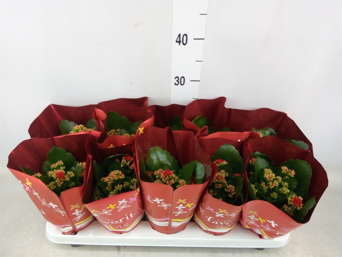 <h4>Kalanchoe blos. 'Perfecta Red'</h4>