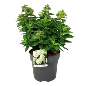 Hydrangea pan. 'Little Spooky' ®