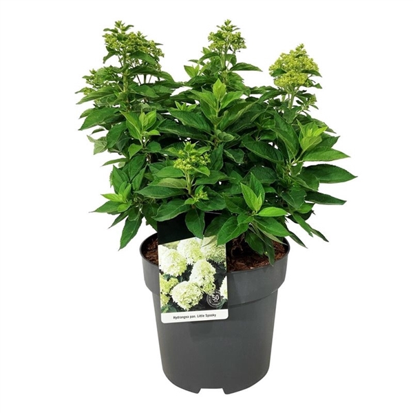 <h4>Hydrangea pan. 'Little Spooky' ®</h4>