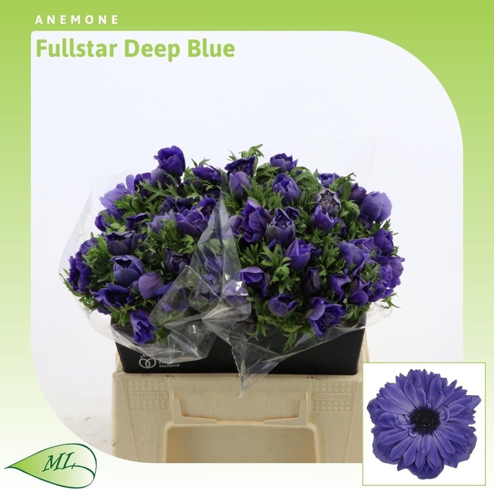 <h4>Anemone Fullstar Deep Blue</h4>