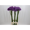Allium Gladiator