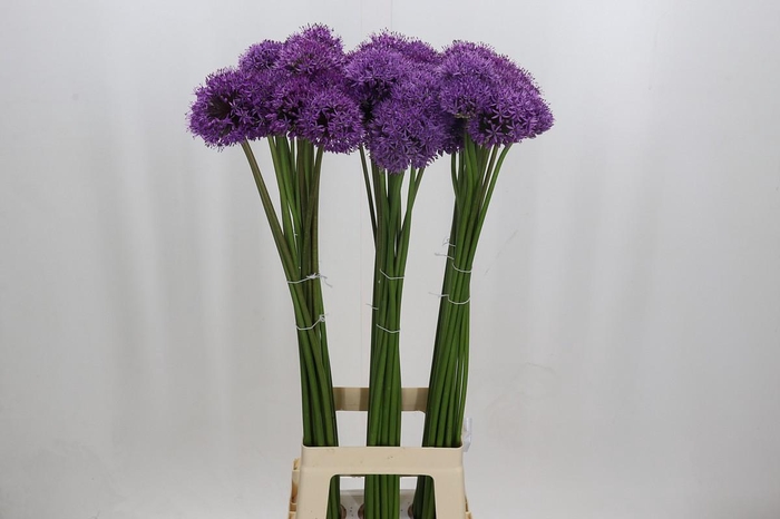 <h4>Allium Gladiator</h4>