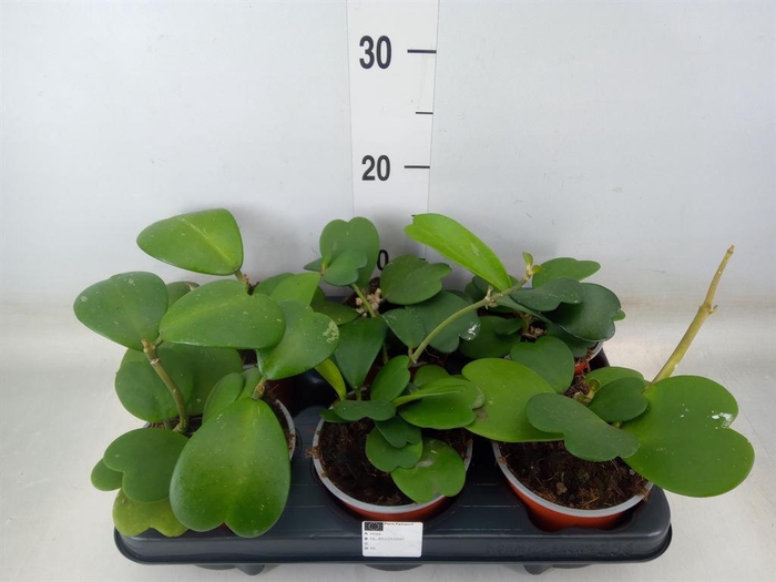 <h4>Hoya kerrii</h4>