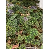 Begonia Rex