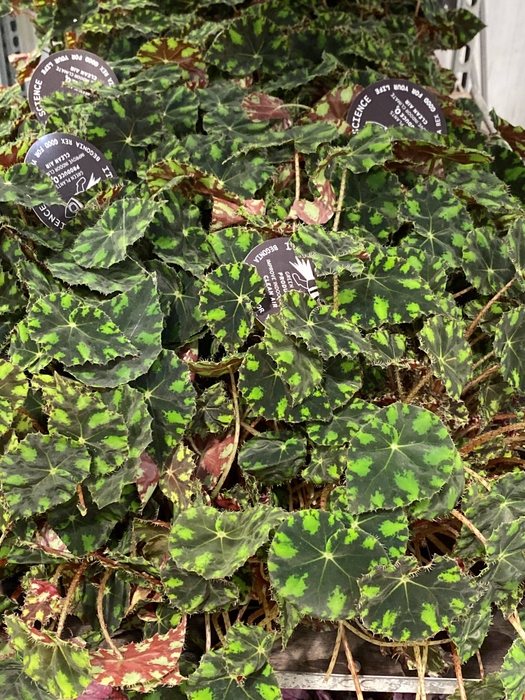 Begonia Rex