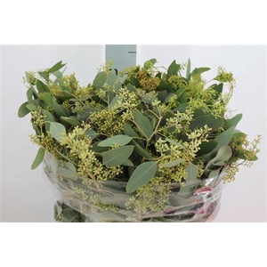 Euca Populus Bes Kort 180gr