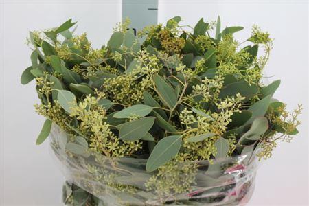 <h4>Euca Populus Bes Kort 180gr</h4>