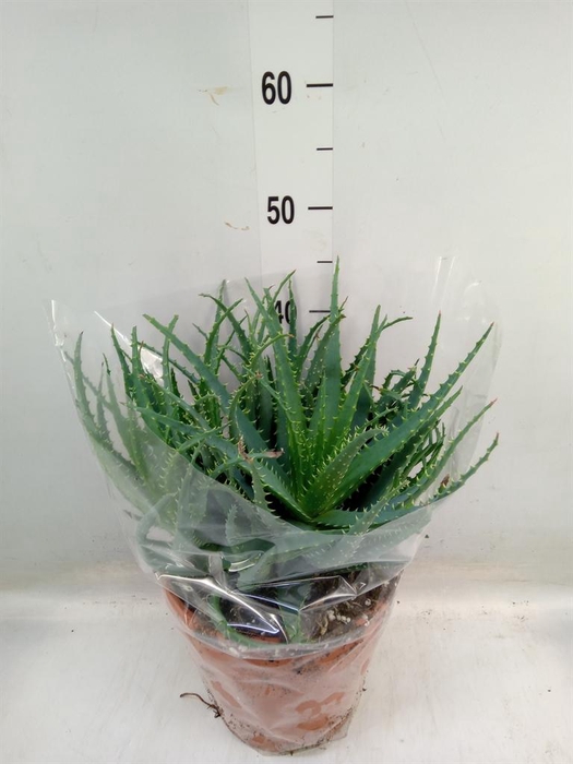 <h4>Aloe arborescens</h4>