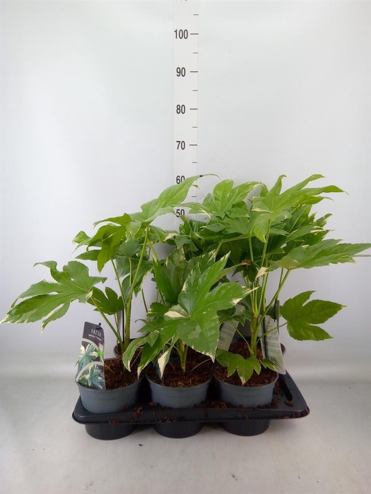 <h4>Fatsia japonica</h4>