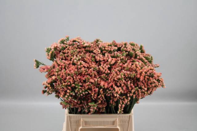 <h4>LIM S ROYAL ORANGE</h4>