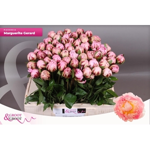 PAEO L MARGUE GERARD