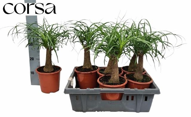 <h4>BEAUCARNEA RECUR</h4>