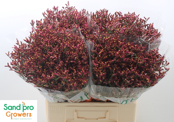 <h4>Limonium Sinense Scarlet Diamo</h4>