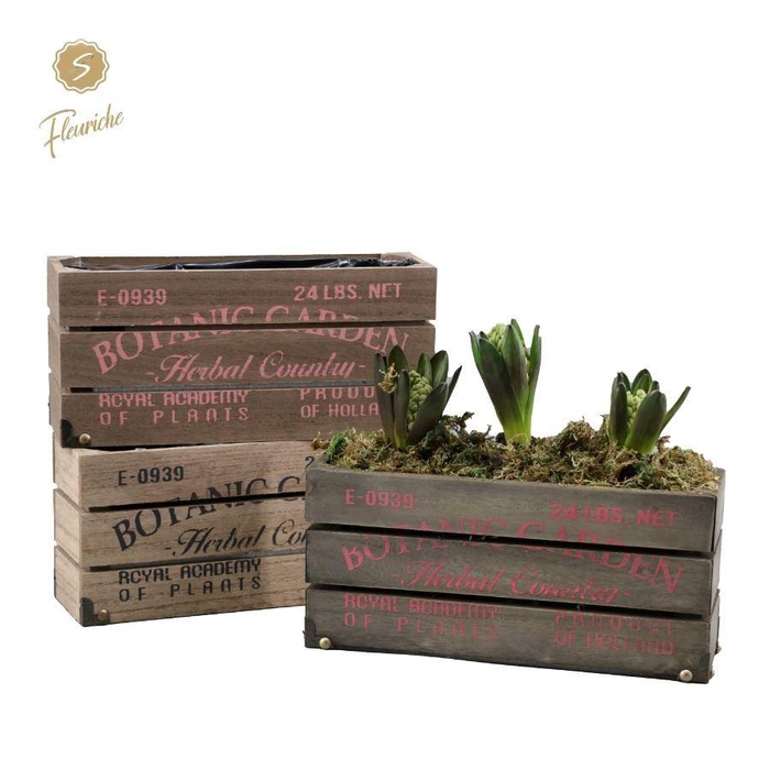 <h4>(3907) Hyacint Botanic Garden 3PP Mos</h4>