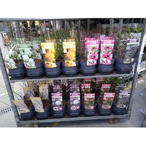 Heesters   ...mix          [Scrubs]