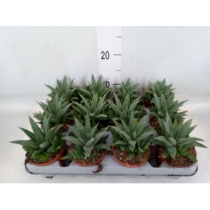 Gasteria