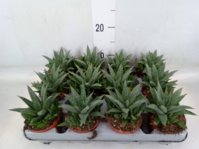 <h4>Gasteria</h4>