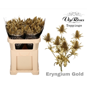 ERYNGIUM SUPERNOVA GOLD 70cm