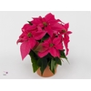 MoreLIPS® Euphorbia Princettia 'Dark Pink'