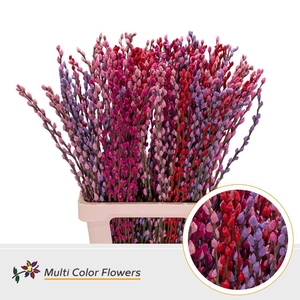 Salix caprea 'Snow Flake' .color H%