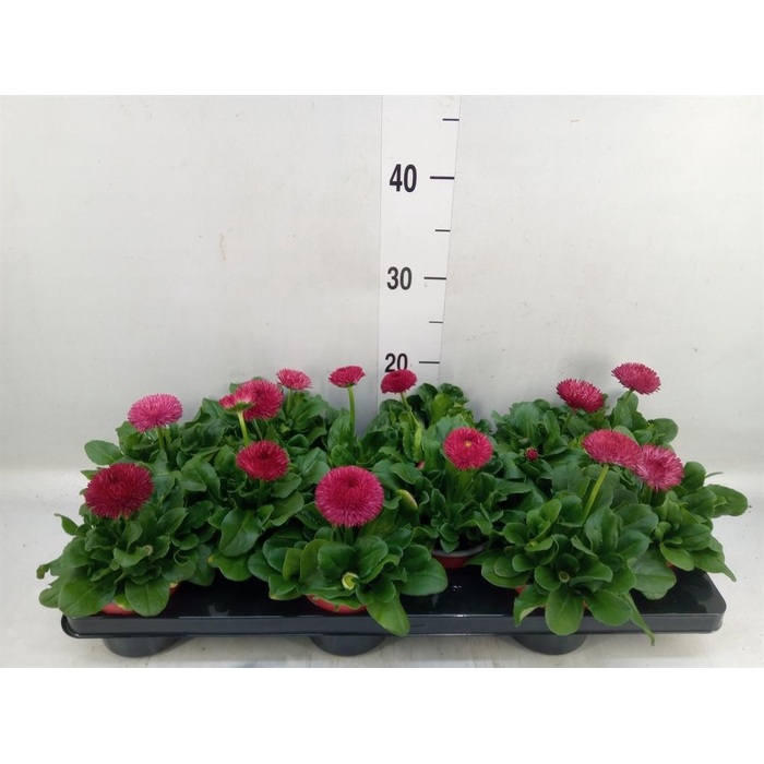 <h4>Bellis perennis 'Roggli Red'</h4>