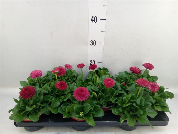 Bellis perennis 'Roggli Red'