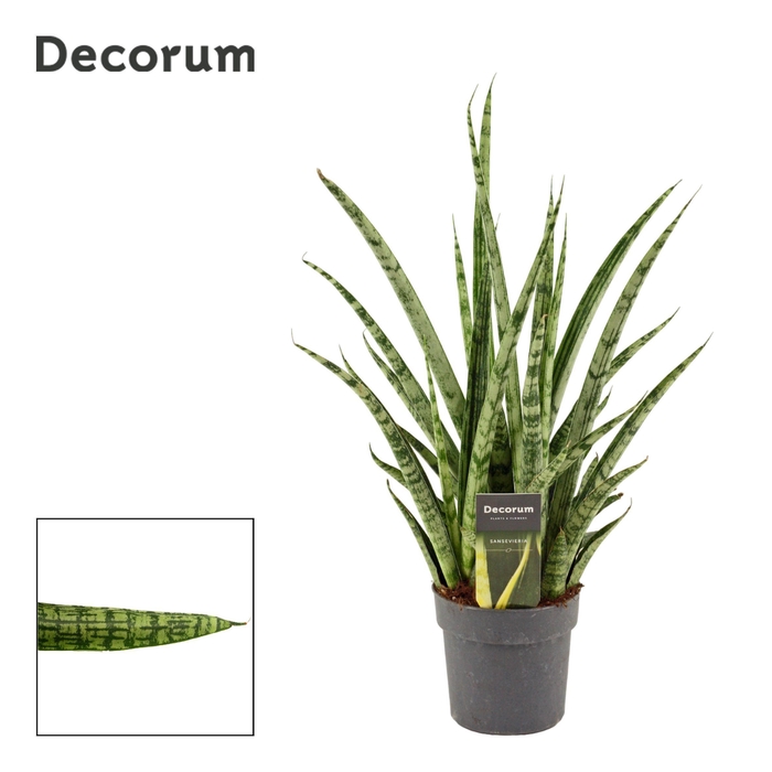 <h4>Sansevieria Silver Steel 12 cm (Decorum)</h4>