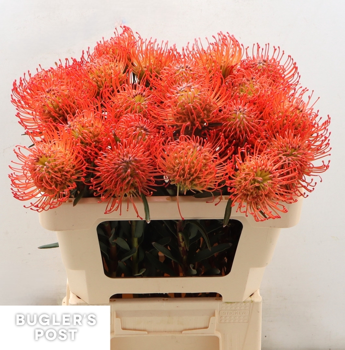 <h4>LEUCO CO SUCCESSION</h4>