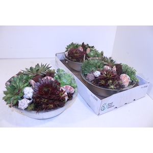 ARR SEMPERVIVUM