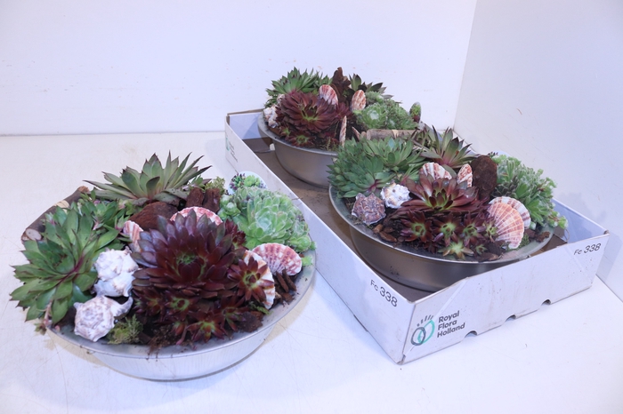 <h4>ARR SEMPERVIVUM</h4>