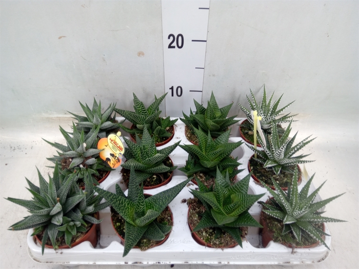 <h4>Haworthia   ...mix</h4>