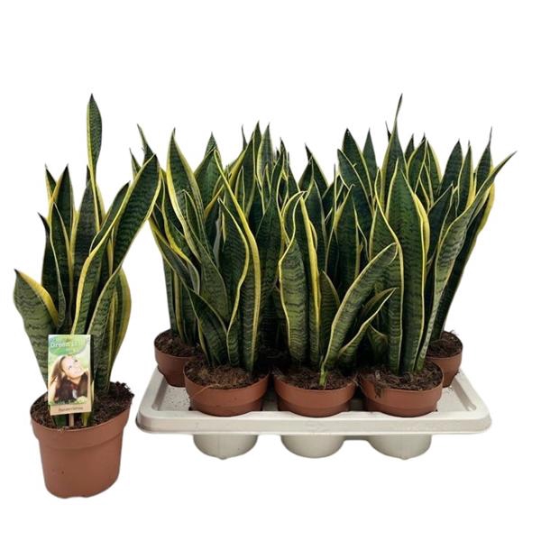 <h4>Sansevieria Laurentii</h4>