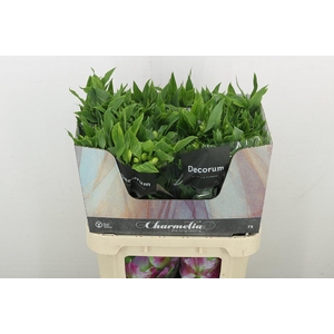 Alstr Fl Charmelia White