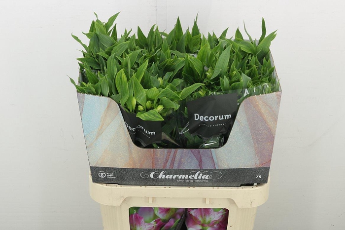 <h4>Alstr Fl Charmelia White</h4>