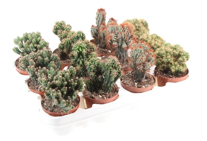 <h4>Cactus gemengd</h4>