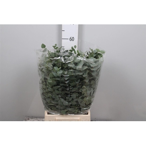 Euca Cinerea P Bos Xxl