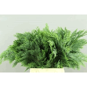Leaf conifer green