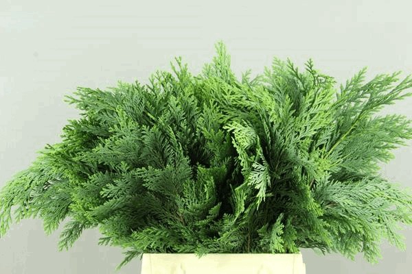 <h4>Leaf conifer green</h4>