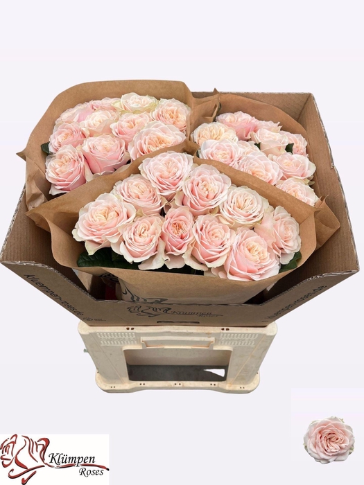<h4>Rs gr Love Fountain</h4>