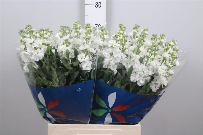 <h4>Matth Iron White</h4>