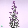 Aster astee milka dark