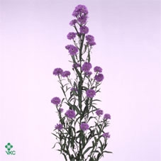 Aster astee milka dark