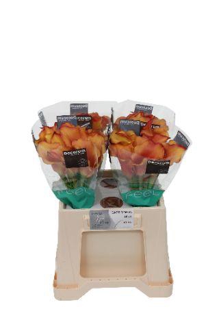 <h4>ZANT CAPT ODEON</h4>