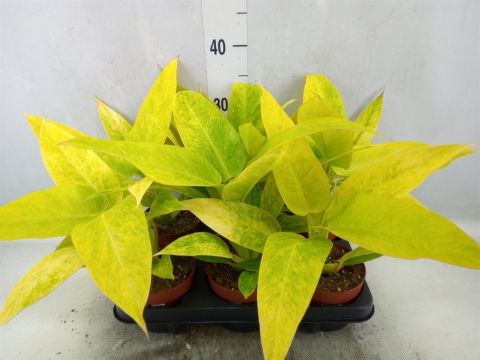 <h4>Philodendron  'Painted Lady'</h4>