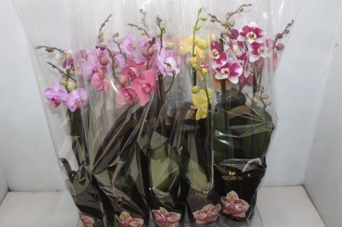<h4>PHALAENOPSIS P12 2 HT PREMIUM</h4>
