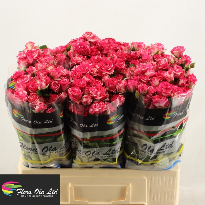 <h4>R TR FIREWORKS</h4>